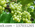 Shine Muscat 137031265