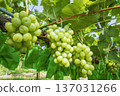 Shine Muscat 137031266