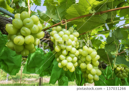 閃耀馬斯喀特 137031266