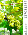 Shine Muscat 137031267