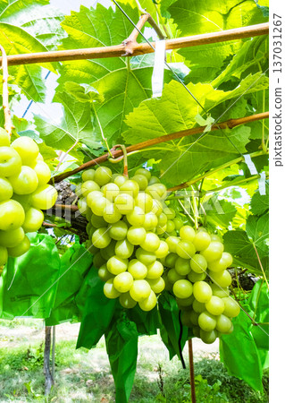 閃耀馬斯喀特 137031267