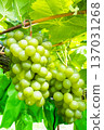 Shine Muscat 137031268