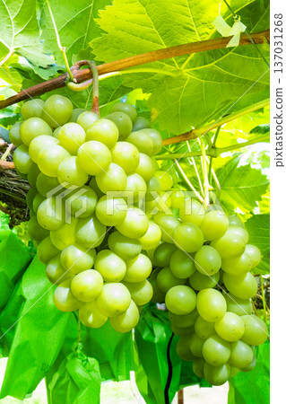 閃耀馬斯喀特 137031268