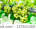 Shine Muscat 137031269