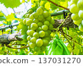 Shine Muscat 137031270