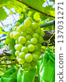 Shine Muscat 137031271