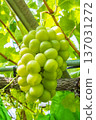 Shine Muscat 137031272