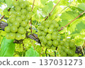 Shine Muscat 137031273