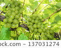 Shine Muscat 137031274