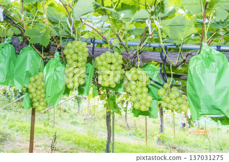 閃耀馬斯喀特 137031275