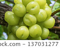 Shine Muscat 137031277
