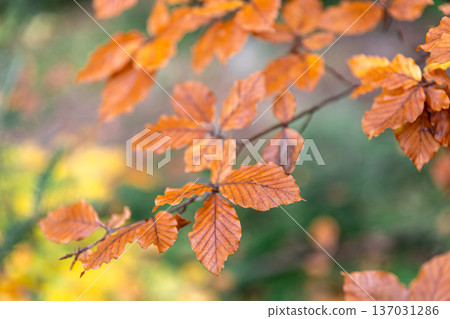 Yellow autumn leaves on a tree in the forest, macro shot. Yellow autumn leaves on a tree in the forest, macro shot. 137031286