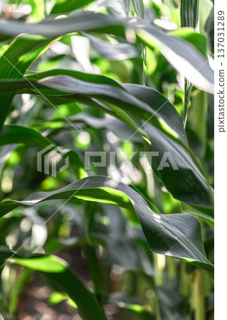 Natural background with growing leaves of corn. Natural background with growing leaves of corn. 137031289