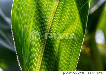 Close up of textured corn leaf on blurred background. Close up of textured corn leaf on blurred background. 137031290