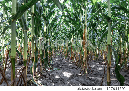Natural background with growing leaves of corn. 137031291