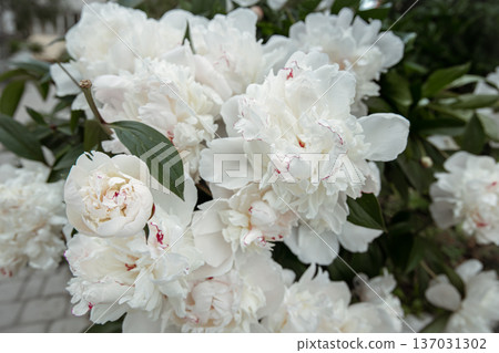 Close-up of a blooming white peony bush. Close-up of a blooming white peony bush. 137031302
