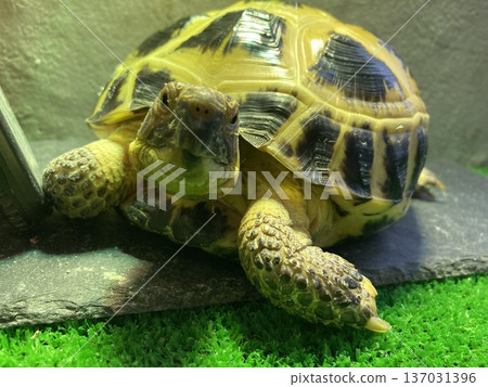 A Russian tortoise staring at me 137031396
