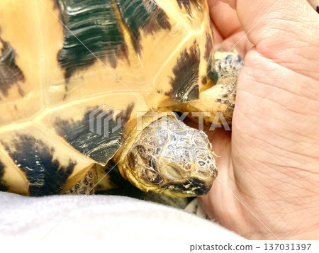 一隻俄羅斯陸龜在你手中睡著了 137031397