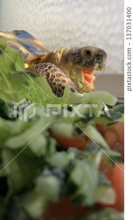 俄羅斯陸龜對食物很興奮 俄羅斯陸龜對食物很興奮 137031400