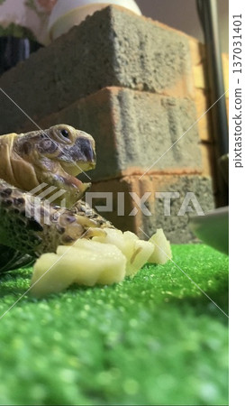 A Russian tortoise happily eating an apple A Russian tortoise happily eating an apple 137031401