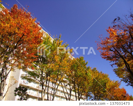 Autumn yellow leaves of Zelkova trees lining the street and apartment buildings Autumn yellow leaves of Zelkova trees lining the street and apartment buildings 137031473