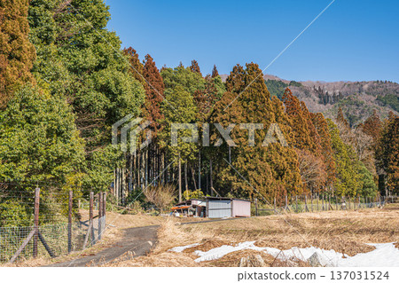 Coniferous forests of Lake Biwa in the Oku area, Nagahara, Nagahama City, Shiga Prefecture 137031524