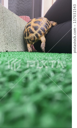 Russian tortoise climbing on a leg Russian tortoise climbing on a leg 137031543