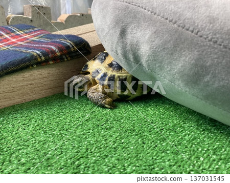 Russian tortoise hiding under a cushion 137031545