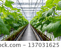 Green bean plants growing in modern greenhouse farming 137031625