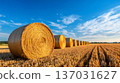 Golden hay bales lining stubble field under blue sky 137031627