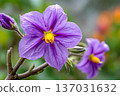 Lycianthes rantonnetii purple flowers blooming in nature 137031632