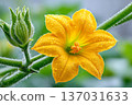 Zucchini squash flower and bud with water drops 137031633