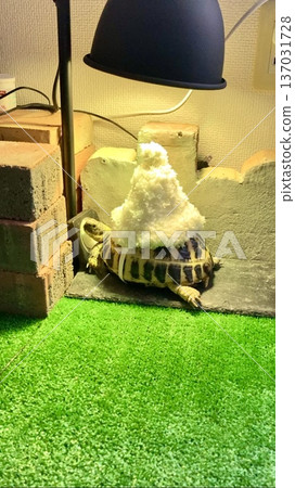 A Russian tortoise sunbathing with a hat on its shell A Russian tortoise sunbathing with a hat on its shell 137031728