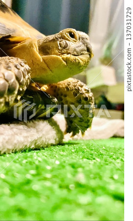 A Russian tortoise with a straight gaze A Russian tortoise with a straight gaze 137031729