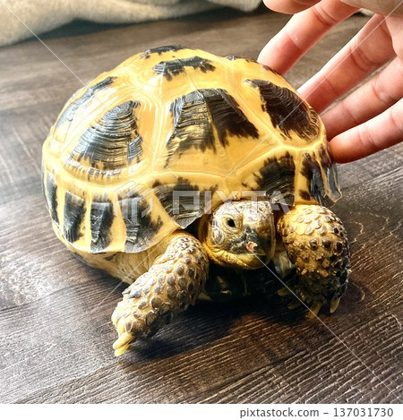 俄羅斯陸龜在房間裡閒逛 137031730