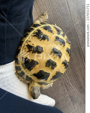 Russian tortoise resting on foot Russian tortoise resting on foot 137031731