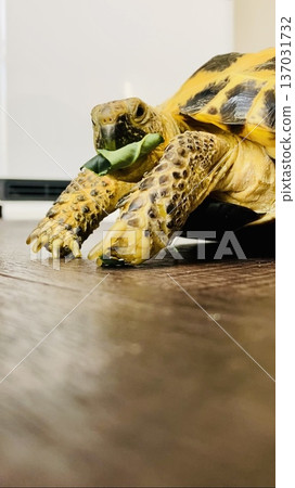 Russian tortoises adding food Russian tortoises adding food 137031732