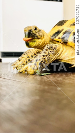 Russian tortoise sticking out its tongue Russian tortoise sticking out its tongue 137031733