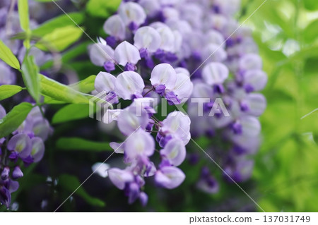 Beautiful wisteria flower Beautiful wisteria flower 137031749