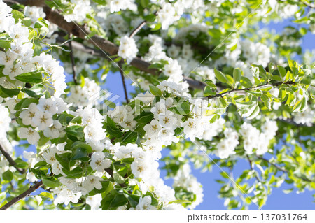 Close-up of flowers on a blooming apple tree. 137031764