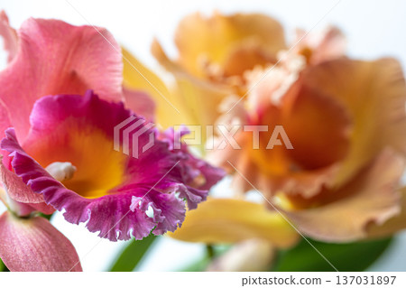 Close-up of Thai orchid on a blurred background, macro photography. 137031897
