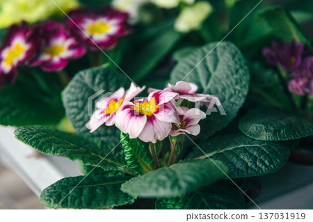 Close-up of a violet in pots on a blurred background. Close-up of a violet in pots on a blurred background. 137031919