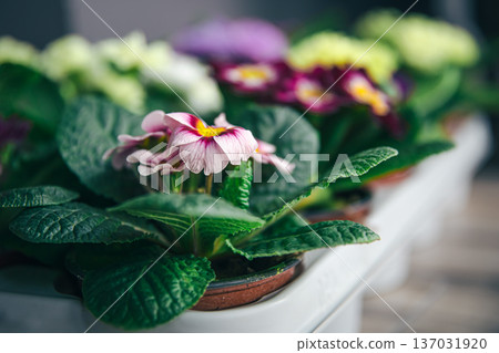 Close-up of a violet in pots on a blurred background. Close-up of a violet in pots on a blurred background. 137031920