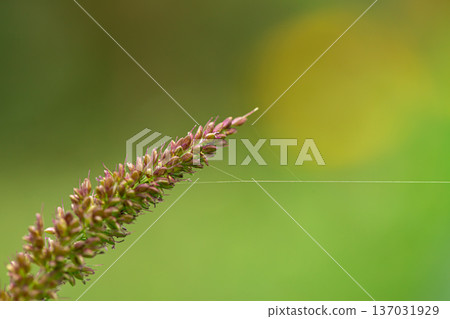 Cobweb on a wild flower, macro shot, blurred background. 137031929