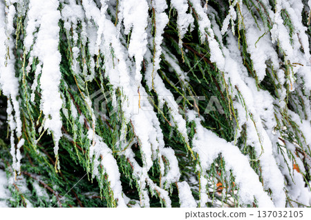 Coniferous plant in winter covered with snow, close up. 137032105