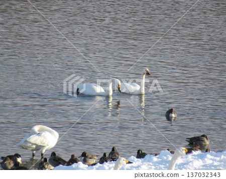 Swans, ducks, migratory birds, Kubota waterside school, Yonezawa Swans, ducks, migratory birds, Kubota waterside school, Yonezawa 137032343