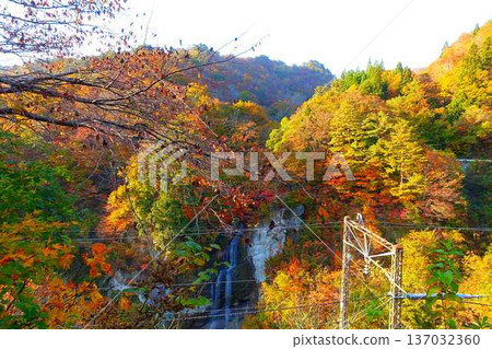 Omoshiroyama Momijigawa Valley Autumn leaves Yellow leaves Fujihana Falls Omoshiroyama Momijigawa Valley Autumn leaves Yellow leaves Fujihana Falls 137032360