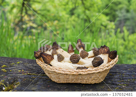 Morel mushroom morchella esculenta Morel mushroom morchella esculenta 137032481