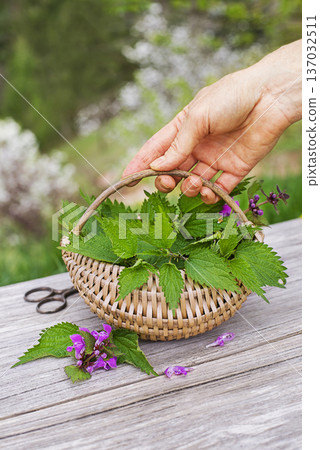 Nettle leaves 137032511