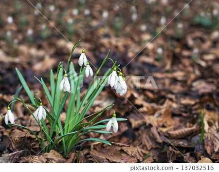 Snowdrops Snowdrops 137032516
